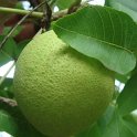 Juglans nigra fruit